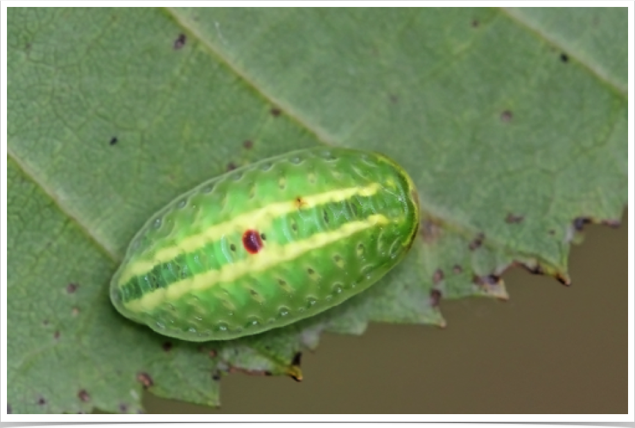 Heterogenea shurtleffi
Red-eyed Button Slug
Greene County, Alabama Heterogenea shurtleffi
Red-eyed Button Slug
Greene County, Alabama
